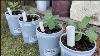 Wicking Bucket Containers Budget Built For Patio Container Gardening